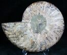 Cut and Polished Ammonite (Half) #7337-1